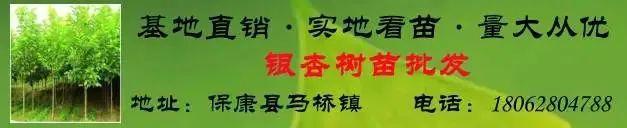 马桥农户两头山猪预售办酒席首选(图1)
